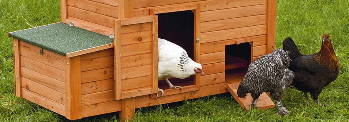 poulailler en bois