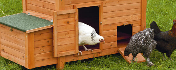 poulailler en bois